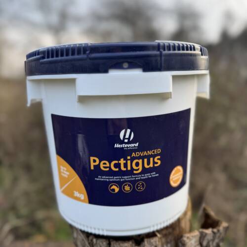 Pectigus